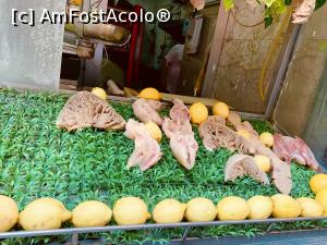 [P24] Si italienii mânca burta și “adidași “ de porc!  » foto by indiralisa_26
 - 
<span class="allrVoted glyphicon glyphicon-heart hidden" id="av1102399"></span>
<a class="m-l-10 hidden" id="sv1102399" onclick="voting_Foto_DelVot(,1102399,5128)" role="button">șterge vot <span class="glyphicon glyphicon-remove"></span></a>
<a id="v91102399" class=" c-red"  onclick="voting_Foto_SetVot(1102399)" role="button"><span class="glyphicon glyphicon-heart-empty"></span> <b>LIKE</b> = Votează poza</a> <img class="hidden"  id="f1102399W9" src="/imagini/loader.gif" border="0" /><span class="AjErrMes hidden" id="e1102399ErM"></span>