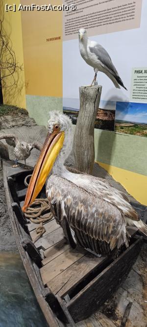 [P10] Un pelican arțăgos. » foto by tata123 🔱
 - 
<span class="allrVoted glyphicon glyphicon-heart hidden" id="av1493970"></span>
<a class="m-l-10 hidden" id="sv1493970" onclick="voting_Foto_DelVot(,1493970,5157)" role="button">șterge vot <span class="glyphicon glyphicon-remove"></span></a>
<a id="v91493970" class=" c-red"  onclick="voting_Foto_SetVot(1493970)" role="button"><span class="glyphicon glyphicon-heart-empty"></span> <b>LIKE</b> = Votează poza</a> <img class="hidden"  id="f1493970W9" src="/imagini/loader.gif" border="0" /><span class="AjErrMes hidden" id="e1493970ErM"></span>