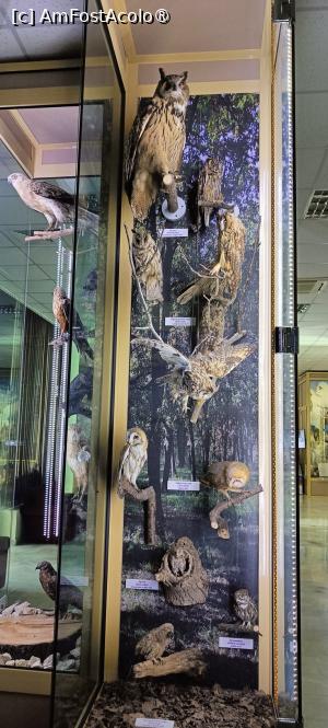 [P12] Etajul 1 - vitrine cu păsări. » foto by tata123 🔱
 - 
<span class="allrVoted glyphicon glyphicon-heart hidden" id="av1493972"></span>
<a class="m-l-10 hidden" id="sv1493972" onclick="voting_Foto_DelVot(,1493972,5157)" role="button">șterge vot <span class="glyphicon glyphicon-remove"></span></a>
<a id="v91493972" class=" c-red"  onclick="voting_Foto_SetVot(1493972)" role="button"><span class="glyphicon glyphicon-heart-empty"></span> <b>LIKE</b> = Votează poza</a> <img class="hidden"  id="f1493972W9" src="/imagini/loader.gif" border="0" /><span class="AjErrMes hidden" id="e1493972ErM"></span>