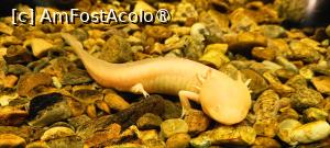 [P31] Demisol - un axolotl. » foto by tata123 🔱
 - 
<span class="allrVoted glyphicon glyphicon-heart hidden" id="av1493991"></span>
<a class="m-l-10 hidden" id="sv1493991" onclick="voting_Foto_DelVot(,1493991,5157)" role="button">șterge vot <span class="glyphicon glyphicon-remove"></span></a>
<a id="v91493991" class=" c-red"  onclick="voting_Foto_SetVot(1493991)" role="button"><span class="glyphicon glyphicon-heart-empty"></span> <b>LIKE</b> = Votează poza</a> <img class="hidden"  id="f1493991W9" src="/imagini/loader.gif" border="0" /><span class="AjErrMes hidden" id="e1493991ErM"></span>