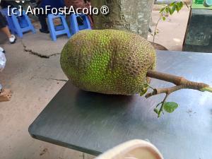 [P13] Jack fruit - uneori pot ajunge și la 8 kilograme » foto by Pușcașu Marin
 - 
<span class="allrVoted glyphicon glyphicon-heart hidden" id="av1421628"></span>
<a class="m-l-10 hidden" id="sv1421628" onclick="voting_Foto_DelVot(,1421628,5166)" role="button">șterge vot <span class="glyphicon glyphicon-remove"></span></a>
<a id="v91421628" class=" c-red"  onclick="voting_Foto_SetVot(1421628)" role="button"><span class="glyphicon glyphicon-heart-empty"></span> <b>LIKE</b> = Votează poza</a> <img class="hidden"  id="f1421628W9" src="/imagini/loader.gif" border="0" /><span class="AjErrMes hidden" id="e1421628ErM"></span>