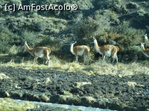 [P45] guanacos » foto by robert
 - 
<span class="allrVoted glyphicon glyphicon-heart hidden" id="av1019792"></span>
<a class="m-l-10 hidden" id="sv1019792" onclick="voting_Foto_DelVot(,1019792,5182)" role="button">șterge vot <span class="glyphicon glyphicon-remove"></span></a>
<a id="v91019792" class=" c-red"  onclick="voting_Foto_SetVot(1019792)" role="button"><span class="glyphicon glyphicon-heart-empty"></span> <b>LIKE</b> = Votează poza</a> <img class="hidden"  id="f1019792W9" src="/imagini/loader.gif" border="0" /><span class="AjErrMes hidden" id="e1019792ErM"></span>