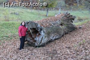 [P71] Mănăstirea Dintr-un Lemn, Am Fost Acolo lângă stejarul secular doborât de timp... » foto by mprofeanu
 - 
<span class="allrVoted glyphicon glyphicon-heart hidden" id="av1205555"></span>
<a class="m-l-10 hidden" id="sv1205555" onclick="voting_Foto_DelVot(,1205555,5203)" role="button">șterge vot <span class="glyphicon glyphicon-remove"></span></a>
<a id="v91205555" class=" c-red"  onclick="voting_Foto_SetVot(1205555)" role="button"><span class="glyphicon glyphicon-heart-empty"></span> <b>LIKE</b> = Votează poza</a> <img class="hidden"  id="f1205555W9" src="/imagini/loader.gif" border="0" /><span class="AjErrMes hidden" id="e1205555ErM"></span>