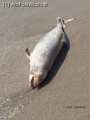 [P01] Delfin mort pe plaja de la nordul complexului prezidențial din Neptun. » foto by cod_gabriel
 - 
<span class="allrVoted glyphicon glyphicon-heart hidden" id="av1302839"></span>
<a class="m-l-10 hidden" id="sv1302839" onclick="voting_Foto_DelVot(,1302839,5218)" role="button">șterge vot <span class="glyphicon glyphicon-remove"></span></a>
<a id="v91302839" class=" c-red"  onclick="voting_Foto_SetVot(1302839)" role="button"><span class="glyphicon glyphicon-heart-empty"></span> <b>LIKE</b> = Votează poza</a> <img class="hidden"  id="f1302839W9" src="/imagini/loader.gif" border="0" /><span class="AjErrMes hidden" id="e1302839ErM"></span>