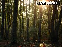 [P13] E-o padure deasa si intunecoasa, soarele de-abia razbate prin frunzisul des al arborilor » foto by dorgo
 - 
<span class="allrVoted glyphicon glyphicon-heart hidden" id="av181505"></span>
<a class="m-l-10 hidden" id="sv181505" onclick="voting_Foto_DelVot(,181505,5357)" role="button">șterge vot <span class="glyphicon glyphicon-remove"></span></a>
<a id="v9181505" class=" c-red"  onclick="voting_Foto_SetVot(181505)" role="button"><span class="glyphicon glyphicon-heart-empty"></span> <b>LIKE</b> = Votează poza</a> <img class="hidden"  id="f181505W9" src="/imagini/loader.gif" border="0" /><span class="AjErrMes hidden" id="e181505ErM"></span>