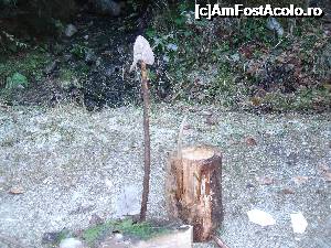 [P13] şapca lui Celentano din Las Fierbinţi » foto by marocanu21
 - 
<span class="allrVoted glyphicon glyphicon-heart hidden" id="av702007"></span>
<a class="m-l-10 hidden" id="sv702007" onclick="voting_Foto_DelVot(,702007,5423)" role="button">șterge vot <span class="glyphicon glyphicon-remove"></span></a>
<a id="v9702007" class=" c-red"  onclick="voting_Foto_SetVot(702007)" role="button"><span class="glyphicon glyphicon-heart-empty"></span> <b>LIKE</b> = Votează poza</a> <img class="hidden"  id="f702007W9" src="/imagini/loader.gif" border="0" /><span class="AjErrMes hidden" id="e702007ErM"></span>