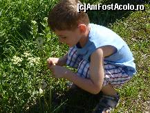 [P22] floricele pe cimpii...hai sa le-adunam copii » foto by adri-nico
 - 
<span class="allrVoted glyphicon glyphicon-heart hidden" id="av313919"></span>
<a class="m-l-10 hidden" id="sv313919" onclick="voting_Foto_DelVot(,313919,5439)" role="button">șterge vot <span class="glyphicon glyphicon-remove"></span></a>
<a id="v9313919" class=" c-red"  onclick="voting_Foto_SetVot(313919)" role="button"><span class="glyphicon glyphicon-heart-empty"></span> <b>LIKE</b> = Votează poza</a> <img class="hidden"  id="f313919W9" src="/imagini/loader.gif" border="0" /><span class="AjErrMes hidden" id="e313919ErM"></span>