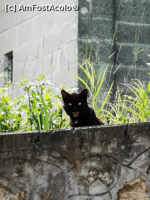 [P19] O mâță vorbăreața » foto by crismis
 - 
<span class="allrVoted glyphicon glyphicon-heart hidden" id="av1168056"></span>
<a class="m-l-10 hidden" id="sv1168056" onclick="voting_Foto_DelVot(,1168056,5439)" role="button">șterge vot <span class="glyphicon glyphicon-remove"></span></a>
<a id="v91168056" class=" c-red"  onclick="voting_Foto_SetVot(1168056)" role="button"><span class="glyphicon glyphicon-heart-empty"></span> <b>LIKE</b> = Votează poza</a> <img class="hidden"  id="f1168056W9" src="/imagini/loader.gif" border="0" /><span class="AjErrMes hidden" id="e1168056ErM"></span>
