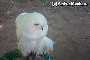 [P08] Snowy Owl (bufnita de zapada)  » foto by chucky31*
 - 
<span class="allrVoted glyphicon glyphicon-heart hidden" id="av421662"></span>
<a class="m-l-10 hidden" id="sv421662" onclick="voting_Foto_DelVot(,421662,5465)" role="button">șterge vot <span class="glyphicon glyphicon-remove"></span></a>
<a id="v9421662" class=" c-red"  onclick="voting_Foto_SetVot(421662)" role="button"><span class="glyphicon glyphicon-heart-empty"></span> <b>LIKE</b> = Votează poza</a> <img class="hidden"  id="f421662W9" src="/imagini/loader.gif" border="0" /><span class="AjErrMes hidden" id="e421662ErM"></span>