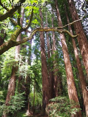 [P11] Muir Woods » foto by DanCld
 - 
<span class="allrVoted glyphicon glyphicon-heart hidden" id="av988118"></span>
<a class="m-l-10 hidden" id="sv988118" onclick="voting_Foto_DelVot(,988118,5485)" role="button">șterge vot <span class="glyphicon glyphicon-remove"></span></a>
<a id="v9988118" class=" c-red"  onclick="voting_Foto_SetVot(988118)" role="button"><span class="glyphicon glyphicon-heart-empty"></span> <b>LIKE</b> = Votează poza</a> <img class="hidden"  id="f988118W9" src="/imagini/loader.gif" border="0" /><span class="AjErrMes hidden" id="e988118ErM"></span>