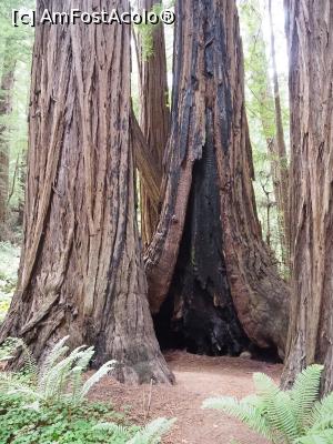 [P13] Muir Woods » foto by DanCld
 - 
<span class="allrVoted glyphicon glyphicon-heart hidden" id="av988120"></span>
<a class="m-l-10 hidden" id="sv988120" onclick="voting_Foto_DelVot(,988120,5485)" role="button">șterge vot <span class="glyphicon glyphicon-remove"></span></a>
<a id="v9988120" class=" c-red"  onclick="voting_Foto_SetVot(988120)" role="button"><span class="glyphicon glyphicon-heart-empty"></span> <b>LIKE</b> = Votează poza</a> <img class="hidden"  id="f988120W9" src="/imagini/loader.gif" border="0" /><span class="AjErrMes hidden" id="e988120ErM"></span>