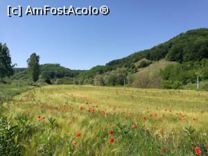 [P36] Câmp de grâu și maci lângă Valea Viilor » foto by crismis
 - 
<span class="allrVoted glyphicon glyphicon-heart hidden" id="av988374"></span>
<a class="m-l-10 hidden" id="sv988374" onclick="voting_Foto_DelVot(,988374,5504)" role="button">șterge vot <span class="glyphicon glyphicon-remove"></span></a>
<a id="v9988374" class=" c-red"  onclick="voting_Foto_SetVot(988374)" role="button"><span class="glyphicon glyphicon-heart-empty"></span> <b>LIKE</b> = Votează poza</a> <img class="hidden"  id="f988374W9" src="/imagini/loader.gif" border="0" /><span class="AjErrMes hidden" id="e988374ErM"></span>