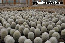 [P21] Armata de cactusi la Adaria Garden - Gilau » foto by gregorio
 - 
<span class="allrVoted glyphicon glyphicon-heart hidden" id="av67702"></span>
<a class="m-l-10 hidden" id="sv67702" onclick="voting_Foto_DelVot(,67702,5504)" role="button">șterge vot <span class="glyphicon glyphicon-remove"></span></a>
<a id="v967702" class=" c-red"  onclick="voting_Foto_SetVot(67702)" role="button"><span class="glyphicon glyphicon-heart-empty"></span> <b>LIKE</b> = Votează poza</a> <img class="hidden"  id="f67702W9" src="/imagini/loader.gif" border="0" /><span class="AjErrMes hidden" id="e67702ErM"></span>