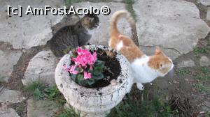 [P19] ... pisicuțe...  » foto by crismis
 - 
<span class="allrVoted glyphicon glyphicon-heart hidden" id="av745136"></span>
<a class="m-l-10 hidden" id="sv745136" onclick="voting_Foto_DelVot(,745136,5529)" role="button">șterge vot <span class="glyphicon glyphicon-remove"></span></a>
<a id="v9745136" class=" c-red"  onclick="voting_Foto_SetVot(745136)" role="button"><span class="glyphicon glyphicon-heart-empty"></span> <b>LIKE</b> = Votează poza</a> <img class="hidden"  id="f745136W9" src="/imagini/loader.gif" border="0" /><span class="AjErrMes hidden" id="e745136ErM"></span>