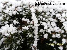 [P45] Trena alba de chiciura » foto by Alina53
 - 
<span class="allrVoted glyphicon glyphicon-heart hidden" id="av292913"></span>
<a class="m-l-10 hidden" id="sv292913" onclick="voting_Foto_DelVot(,292913,5556)" role="button">șterge vot <span class="glyphicon glyphicon-remove"></span></a>
<a id="v9292913" class=" c-red"  onclick="voting_Foto_SetVot(292913)" role="button"><span class="glyphicon glyphicon-heart-empty"></span> <b>LIKE</b> = Votează poza</a> <img class="hidden"  id="f292913W9" src="/imagini/loader.gif" border="0" /><span class="AjErrMes hidden" id="e292913ErM"></span>