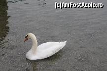 [P50] Frumoasa lacului » foto by Alina53
 - 
<span class="allrVoted glyphicon glyphicon-heart hidden" id="av292934"></span>
<a class="m-l-10 hidden" id="sv292934" onclick="voting_Foto_DelVot(,292934,5556)" role="button">șterge vot <span class="glyphicon glyphicon-remove"></span></a>
<a id="v9292934" class=" c-red"  onclick="voting_Foto_SetVot(292934)" role="button"><span class="glyphicon glyphicon-heart-empty"></span> <b>LIKE</b> = Votează poza</a> <img class="hidden"  id="f292934W9" src="/imagini/loader.gif" border="0" /><span class="AjErrMes hidden" id="e292934ErM"></span>