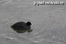 [P52] Alta pasare de pe lac - nu-i stiu denumirea » foto by Alina53
 - 
<span class="allrVoted glyphicon glyphicon-heart hidden" id="av292936"></span>
<a class="m-l-10 hidden" id="sv292936" onclick="voting_Foto_DelVot(,292936,5556)" role="button">șterge vot <span class="glyphicon glyphicon-remove"></span></a>
<a id="v9292936" class=" c-red"  onclick="voting_Foto_SetVot(292936)" role="button"><span class="glyphicon glyphicon-heart-empty"></span> <b>LIKE</b> = Votează poza</a> <img class="hidden"  id="f292936W9" src="/imagini/loader.gif" border="0" /><span class="AjErrMes hidden" id="e292936ErM"></span>