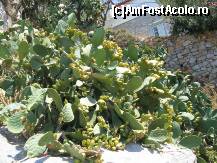 [P10] Cactusi Opuntia cu fructe - se spune - comestibile » foto by Irina1974
 - 
<span class="allrVoted glyphicon glyphicon-heart hidden" id="av80872"></span>
<a class="m-l-10 hidden" id="sv80872" onclick="voting_Foto_DelVot(,80872,5571)" role="button">șterge vot <span class="glyphicon glyphicon-remove"></span></a>
<a id="v980872" class=" c-red"  onclick="voting_Foto_SetVot(80872)" role="button"><span class="glyphicon glyphicon-heart-empty"></span> <b>LIKE</b> = Votează poza</a> <img class="hidden"  id="f80872W9" src="/imagini/loader.gif" border="0" /><span class="AjErrMes hidden" id="e80872ErM"></span>