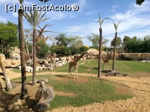 [P22] O parte din familia de girafe » foto by crismis
 - 
<span class="allrVoted glyphicon glyphicon-heart hidden" id="av953990"></span>
<a class="m-l-10 hidden" id="sv953990" onclick="voting_Foto_DelVot(,953990,5604)" role="button">șterge vot <span class="glyphicon glyphicon-remove"></span></a>
<a id="v9953990" class=" c-red"  onclick="voting_Foto_SetVot(953990)" role="button"><span class="glyphicon glyphicon-heart-empty"></span> <b>LIKE</b> = Votează poza</a> <img class="hidden"  id="f953990W9" src="/imagini/loader.gif" border="0" /><span class="AjErrMes hidden" id="e953990ErM"></span>