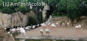 [P47] Bioparc Valencia. » foto by Aurici
 - 
<span class="allrVoted glyphicon glyphicon-heart hidden" id="av1259021"></span>
<a class="m-l-10 hidden" id="sv1259021" onclick="voting_Foto_DelVot(,1259021,5604)" role="button">șterge vot <span class="glyphicon glyphicon-remove"></span></a>
<a id="v91259021" class=" c-red"  onclick="voting_Foto_SetVot(1259021)" role="button"><span class="glyphicon glyphicon-heart-empty"></span> <b>LIKE</b> = Votează poza</a> <img class="hidden"  id="f1259021W9" src="/imagini/loader.gif" border="0" /><span class="AjErrMes hidden" id="e1259021ErM"></span>