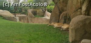 [P28] Bioparc Valencia, un paradis pentru familiile cu copii. » foto by Aurici
 - 
<span class="allrVoted glyphicon glyphicon-heart hidden" id="av1268712"></span>
<a class="m-l-10 hidden" id="sv1268712" onclick="voting_Foto_DelVot(,1268712,5604)" role="button">șterge vot <span class="glyphicon glyphicon-remove"></span></a>
<a id="v91268712" class=" c-red"  onclick="voting_Foto_SetVot(1268712)" role="button"><span class="glyphicon glyphicon-heart-empty"></span> <b>LIKE</b> = Votează poza</a> <img class="hidden"  id="f1268712W9" src="/imagini/loader.gif" border="0" /><span class="AjErrMes hidden" id="e1268712ErM"></span>