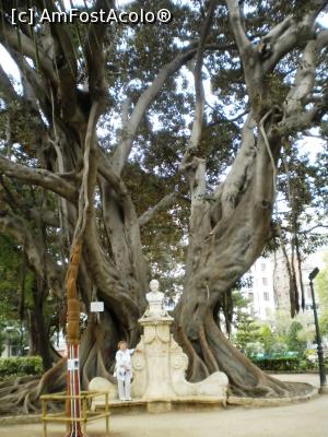 [P06] URIASUL FICUS AUSTRALIAN » foto by rodirodicuta
 - 
<span class="allrVoted glyphicon glyphicon-heart hidden" id="av738992"></span>
<a class="m-l-10 hidden" id="sv738992" onclick="voting_Foto_DelVot(,738992,5604)" role="button">șterge vot <span class="glyphicon glyphicon-remove"></span></a>
<a id="v9738992" class=" c-red"  onclick="voting_Foto_SetVot(738992)" role="button"><span class="glyphicon glyphicon-heart-empty"></span> <b>LIKE</b> = Votează poza</a> <img class="hidden"  id="f738992W9" src="/imagini/loader.gif" border="0" /><span class="AjErrMes hidden" id="e738992ErM"></span>