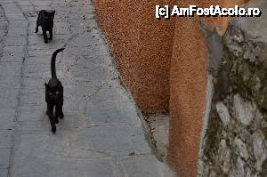 [P12] Pisici de Kavala » foto by Muffin2009*
 - 
<span class="allrVoted glyphicon glyphicon-heart hidden" id="av412663"></span>
<a class="m-l-10 hidden" id="sv412663" onclick="voting_Foto_DelVot(,412663,5636)" role="button">șterge vot <span class="glyphicon glyphicon-remove"></span></a>
<a id="v9412663" class=" c-red"  onclick="voting_Foto_SetVot(412663)" role="button"><span class="glyphicon glyphicon-heart-empty"></span> <b>LIKE</b> = Votează poza</a> <img class="hidden"  id="f412663W9" src="/imagini/loader.gif" border="0" /><span class="AjErrMes hidden" id="e412663ErM"></span>