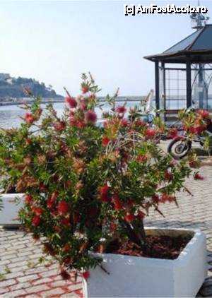 [P11] Arbuşti cu flori în Kavala » foto by iccata
 - 
<span class="allrVoted glyphicon glyphicon-heart hidden" id="av454337"></span>
<a class="m-l-10 hidden" id="sv454337" onclick="voting_Foto_DelVot(,454337,5636)" role="button">șterge vot <span class="glyphicon glyphicon-remove"></span></a>
<a id="v9454337" class=" c-red"  onclick="voting_Foto_SetVot(454337)" role="button"><span class="glyphicon glyphicon-heart-empty"></span> <b>LIKE</b> = Votează poza</a> <img class="hidden"  id="f454337W9" src="/imagini/loader.gif" border="0" /><span class="AjErrMes hidden" id="e454337ErM"></span>