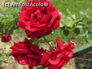 [P41]  -- <small>// FĂRĂ DESCRIERE</small> » foto by Testosu'
 - 
<span class="allrVoted glyphicon glyphicon-heart hidden" id="av748045"></span>
<a class="m-l-10 hidden" id="sv748045" onclick="voting_Foto_DelVot(,748045,5666)" role="button">șterge vot <span class="glyphicon glyphicon-remove"></span></a>
<a id="v9748045" class=" c-red"  onclick="voting_Foto_SetVot(748045)" role="button"><span class="glyphicon glyphicon-heart-empty"></span> <b>LIKE</b> = Votează poza</a> <img class="hidden"  id="f748045W9" src="/imagini/loader.gif" border="0" /><span class="AjErrMes hidden" id="e748045ErM"></span>