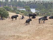 [P07] Asa se cresc taurii pentru coride ! » foto by pavellaurentiu
 - 
<span class="allrVoted glyphicon glyphicon-heart hidden" id="av83946"></span>
<a class="m-l-10 hidden" id="sv83946" onclick="voting_Foto_DelVot(,83946,5681)" role="button">șterge vot <span class="glyphicon glyphicon-remove"></span></a>
<a id="v983946" class=" c-red"  onclick="voting_Foto_SetVot(83946)" role="button"><span class="glyphicon glyphicon-heart-empty"></span> <b>LIKE</b> = Votează poza</a> <img class="hidden"  id="f83946W9" src="/imagini/loader.gif" border="0" /><span class="AjErrMes hidden" id="e83946ErM"></span>