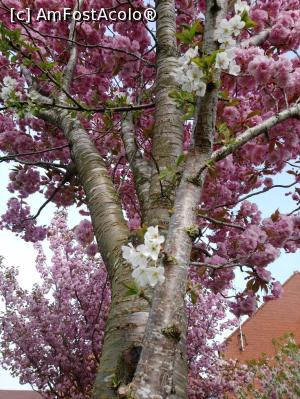 [P05] E un singur copac dar cu două feluri de flori. Încredibla Naturâ. » foto by Zoazore <span class="label label-default labelC_thin small">NEVOTABILĂ</span>