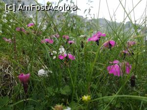 P19 [FEB-2021] Garofița Pietrei Craiului și Barba Ungurului inainte de Marele Grohotiș