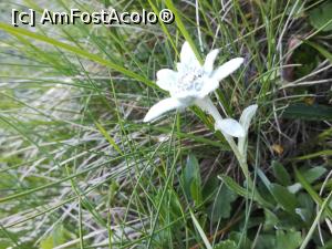 P36 [FEB-2021] Floare de Colț