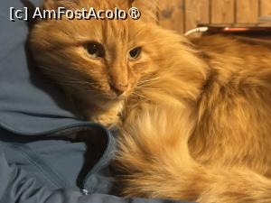 [P01] Portocală la ora de alint » foto by Mika
 - 
<span class="allrVoted glyphicon glyphicon-heart hidden" id="av1522018"></span>
<a class="m-l-10 hidden" id="sv1522018" onclick="voting_Foto_DelVot(,1522018,5764)" role="button">șterge vot <span class="glyphicon glyphicon-remove"></span></a>
<a id="v91522018" class=" c-red"  onclick="voting_Foto_SetVot(1522018)" role="button"><span class="glyphicon glyphicon-heart-empty"></span> <b>LIKE</b> = Votează poza</a> <img class="hidden"  id="f1522018W9" src="/imagini/loader.gif" border="0" /><span class="AjErrMes hidden" id="e1522018ErM"></span>