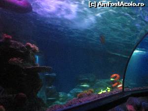 [P37] Legoland Atlantis Sea Life » foto by ariciu
 - 
<span class="allrVoted glyphicon glyphicon-heart hidden" id="av609926"></span>
<a class="m-l-10 hidden" id="sv609926" onclick="voting_Foto_DelVot(,609926,5812)" role="button">șterge vot <span class="glyphicon glyphicon-remove"></span></a>
<a id="v9609926" class=" c-red"  onclick="voting_Foto_SetVot(609926)" role="button"><span class="glyphicon glyphicon-heart-empty"></span> <b>LIKE</b> = Votează poza</a> <img class="hidden"  id="f609926W9" src="/imagini/loader.gif" border="0" /><span class="AjErrMes hidden" id="e609926ErM"></span>