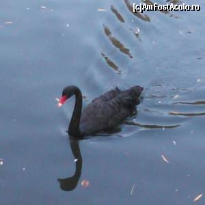 [P01] Una dintre lebedele negre de pe micul lac din Grădina Zoologică din Chișinău » foto by izabiza
 - 
<span class="allrVoted glyphicon glyphicon-heart hidden" id="av647036"></span>
<a class="m-l-10 hidden" id="sv647036" onclick="voting_Foto_DelVot(,647036,5834)" role="button">șterge vot <span class="glyphicon glyphicon-remove"></span></a>
<a id="v9647036" class=" c-red"  onclick="voting_Foto_SetVot(647036)" role="button"><span class="glyphicon glyphicon-heart-empty"></span> <b>LIKE</b> = Votează poza</a> <img class="hidden"  id="f647036W9" src="/imagini/loader.gif" border="0" /><span class="AjErrMes hidden" id="e647036ErM"></span>