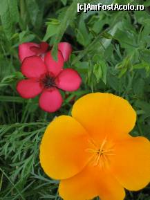 [P06] din gradina pensiunii » foto by greeneyes
 - 
<span class="allrVoted glyphicon glyphicon-heart hidden" id="av146270"></span>
<a class="m-l-10 hidden" id="sv146270" onclick="voting_Foto_DelVot(,146270,6012)" role="button">șterge vot <span class="glyphicon glyphicon-remove"></span></a>
<a id="v9146270" class=" c-red"  onclick="voting_Foto_SetVot(146270)" role="button"><span class="glyphicon glyphicon-heart-empty"></span> <b>LIKE</b> = Votează poza</a> <img class="hidden"  id="f146270W9" src="/imagini/loader.gif" border="0" /><span class="AjErrMes hidden" id="e146270ErM"></span>