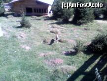 [P10] Aceasi locatie in luna August....cu o caprioara! » foto by raly
 - 
<span class="allrVoted glyphicon glyphicon-heart hidden" id="av133902"></span>
<a class="m-l-10 hidden" id="sv133902" onclick="voting_Foto_DelVot(,133902,6012)" role="button">șterge vot <span class="glyphicon glyphicon-remove"></span></a>
<a id="v9133902" class=" c-red"  onclick="voting_Foto_SetVot(133902)" role="button"><span class="glyphicon glyphicon-heart-empty"></span> <b>LIKE</b> = Votează poza</a> <img class="hidden"  id="f133902W9" src="/imagini/loader.gif" border="0" /><span class="AjErrMes hidden" id="e133902ErM"></span>