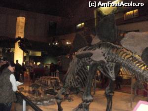 [P03] Sala dinozaurilor, nu foarte luminată (vedere de la etajul principal).  » foto by diacrys*
 - 
<span class="allrVoted glyphicon glyphicon-heart hidden" id="av555917"></span>
<a class="m-l-10 hidden" id="sv555917" onclick="voting_Foto_DelVot(,555917,6029)" role="button">șterge vot <span class="glyphicon glyphicon-remove"></span></a>
<a id="v9555917" class=" c-red"  onclick="voting_Foto_SetVot(555917)" role="button"><span class="glyphicon glyphicon-heart-empty"></span> <b>LIKE</b> = Votează poza</a> <img class="hidden"  id="f555917W9" src="/imagini/loader.gif" border="0" /><span class="AjErrMes hidden" id="e555917ErM"></span>