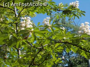 [P15] Flori de castan. Flori de patrimoniu.  » foto by mihaelavoicu
 - 
<span class="allrVoted glyphicon glyphicon-heart hidden" id="av963517"></span>
<a class="m-l-10 hidden" id="sv963517" onclick="voting_Foto_DelVot(,963517,6204)" role="button">șterge vot <span class="glyphicon glyphicon-remove"></span></a>
<a id="v9963517" class=" c-red"  onclick="voting_Foto_SetVot(963517)" role="button"><span class="glyphicon glyphicon-heart-empty"></span> <b>LIKE</b> = Votează poza</a> <img class="hidden"  id="f963517W9" src="/imagini/loader.gif" border="0" /><span class="AjErrMes hidden" id="e963517ErM"></span>
