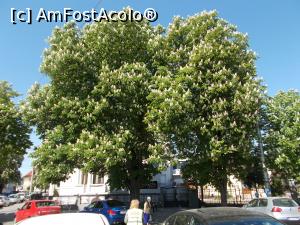[P17] Un superb castan ce obturează Casa Iosifescu.  » foto by mihaelavoicu
 - 
<span class="allrVoted glyphicon glyphicon-heart hidden" id="av963519"></span>
<a class="m-l-10 hidden" id="sv963519" onclick="voting_Foto_DelVot(,963519,6204)" role="button">șterge vot <span class="glyphicon glyphicon-remove"></span></a>
<a id="v9963519" class=" c-red"  onclick="voting_Foto_SetVot(963519)" role="button"><span class="glyphicon glyphicon-heart-empty"></span> <b>LIKE</b> = Votează poza</a> <img class="hidden"  id="f963519W9" src="/imagini/loader.gif" border="0" /><span class="AjErrMes hidden" id="e963519ErM"></span>