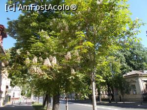 [P20] Bulevardul Castanilor, Ploiești. Obiect de patrimoniu local.  » foto by mihaelavoicu
 - 
<span class="allrVoted glyphicon glyphicon-heart hidden" id="av963522"></span>
<a class="m-l-10 hidden" id="sv963522" onclick="voting_Foto_DelVot(,963522,6204)" role="button">șterge vot <span class="glyphicon glyphicon-remove"></span></a>
<a id="v9963522" class=" c-red"  onclick="voting_Foto_SetVot(963522)" role="button"><span class="glyphicon glyphicon-heart-empty"></span> <b>LIKE</b> = Votează poza</a> <img class="hidden"  id="f963522W9" src="/imagini/loader.gif" border="0" /><span class="AjErrMes hidden" id="e963522ErM"></span>