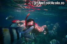 [P03] inotand printre pesti » foto by nerotudor
 - 
<span class="allrVoted glyphicon glyphicon-heart hidden" id="av92065"></span>
<a class="m-l-10 hidden" id="sv92065" onclick="voting_Foto_DelVot(,92065,6225)" role="button">șterge vot <span class="glyphicon glyphicon-remove"></span></a>
<a id="v992065" class=" c-red"  onclick="voting_Foto_SetVot(92065)" role="button"><span class="glyphicon glyphicon-heart-empty"></span> <b>LIKE</b> = Votează poza</a> <img class="hidden"  id="f92065W9" src="/imagini/loader.gif" border="0" /><span class="AjErrMes hidden" id="e92065ErM"></span>