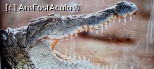 [P30] Zoo Oradea » foto by Mioritik
 - 
<span class="allrVoted glyphicon glyphicon-heart hidden" id="av1400208"></span>
<a class="m-l-10 hidden" id="sv1400208" onclick="voting_Foto_DelVot(,1400208,6275)" role="button">șterge vot <span class="glyphicon glyphicon-remove"></span></a>
<a id="v91400208" class=" c-red"  onclick="voting_Foto_SetVot(1400208)" role="button"><span class="glyphicon glyphicon-heart-empty"></span> <b>LIKE</b> = Votează poza</a> <img class="hidden"  id="f1400208W9" src="/imagini/loader.gif" border="0" /><span class="AjErrMes hidden" id="e1400208ErM"></span>