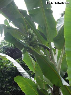 [P23] Galeria Banana, bananele incep sa creasca, Ginger Garden » foto by mprofeanu
 - 
<span class="allrVoted glyphicon glyphicon-heart hidden" id="av602819"></span>
<a class="m-l-10 hidden" id="sv602819" onclick="voting_Foto_DelVot(,602819,6314)" role="button">șterge vot <span class="glyphicon glyphicon-remove"></span></a>
<a id="v9602819" class=" c-red"  onclick="voting_Foto_SetVot(602819)" role="button"><span class="glyphicon glyphicon-heart-empty"></span> <b>LIKE</b> = Votează poza</a> <img class="hidden"  id="f602819W9" src="/imagini/loader.gif" border="0" /><span class="AjErrMes hidden" id="e602819ErM"></span>