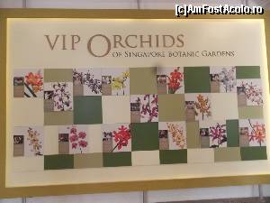 [P27] Intrarea in VIP Orchid Garden » foto by mprofeanu
 - 
<span class="allrVoted glyphicon glyphicon-heart hidden" id="av602824"></span>
<a class="m-l-10 hidden" id="sv602824" onclick="voting_Foto_DelVot(,602824,6314)" role="button">șterge vot <span class="glyphicon glyphicon-remove"></span></a>
<a id="v9602824" class=" c-red"  onclick="voting_Foto_SetVot(602824)" role="button"><span class="glyphicon glyphicon-heart-empty"></span> <b>LIKE</b> = Votează poza</a> <img class="hidden"  id="f602824W9" src="/imagini/loader.gif" border="0" /><span class="AjErrMes hidden" id="e602824ErM"></span>