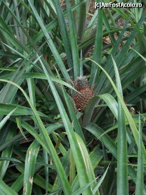 [P32] Ananas in Yuen-Peng McNeice Bromeliad Collection, in crestere » foto by mprofeanu
 - 
<span class="allrVoted glyphicon glyphicon-heart hidden" id="av602837"></span>
<a class="m-l-10 hidden" id="sv602837" onclick="voting_Foto_DelVot(,602837,6314)" role="button">șterge vot <span class="glyphicon glyphicon-remove"></span></a>
<a id="v9602837" class=" c-red"  onclick="voting_Foto_SetVot(602837)" role="button"><span class="glyphicon glyphicon-heart-empty"></span> <b>LIKE</b> = Votează poza</a> <img class="hidden"  id="f602837W9" src="/imagini/loader.gif" border="0" /><span class="AjErrMes hidden" id="e602837ErM"></span>