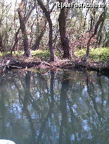 [P01] Umbra copacilor in apa » foto by Tzutzuricu40
 - 
<span class="allrVoted glyphicon glyphicon-heart hidden" id="av244025"></span>
<a class="m-l-10 hidden" id="sv244025" onclick="voting_Foto_DelVot(,244025,6339)" role="button">șterge vot <span class="glyphicon glyphicon-remove"></span></a>
<a id="v9244025" class=" c-red"  onclick="voting_Foto_SetVot(244025)" role="button"><span class="glyphicon glyphicon-heart-empty"></span> <b>LIKE</b> = Votează poza</a> <img class="hidden"  id="f244025W9" src="/imagini/loader.gif" border="0" /><span class="AjErrMes hidden" id="e244025ErM"></span>