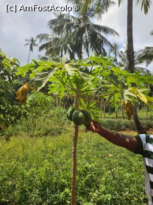 [P28] Arborele de paine » foto by Tonyc
 - 
<span class="allrVoted glyphicon glyphicon-heart hidden" id="av1516902"></span>
<a class="m-l-10 hidden" id="sv1516902" onclick="voting_Foto_DelVot(,1516902,6379)" role="button">șterge vot <span class="glyphicon glyphicon-remove"></span></a>
<a id="v91516902" class=" c-red"  onclick="voting_Foto_SetVot(1516902)" role="button"><span class="glyphicon glyphicon-heart-empty"></span> <b>LIKE</b> = Votează poza</a> <img class="hidden"  id="f1516902W9" src="/imagini/loader.gif" border="0" /><span class="AjErrMes hidden" id="e1516902ErM"></span>