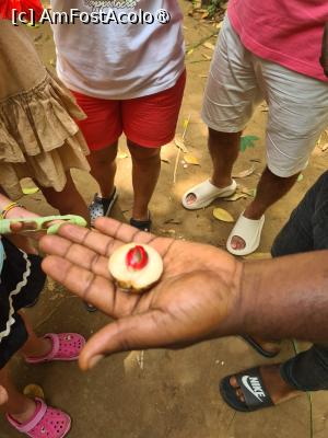 [P07] Fruct de nucsoara » foto by Tonyc
 - 
<span class="allrVoted glyphicon glyphicon-heart hidden" id="av1516881"></span>
<a class="m-l-10 hidden" id="sv1516881" onclick="voting_Foto_DelVot(,1516881,6379)" role="button">șterge vot <span class="glyphicon glyphicon-remove"></span></a>
<a id="v91516881" class=" c-red"  onclick="voting_Foto_SetVot(1516881)" role="button"><span class="glyphicon glyphicon-heart-empty"></span> <b>LIKE</b> = Votează poza</a> <img class="hidden"  id="f1516881W9" src="/imagini/loader.gif" border="0" /><span class="AjErrMes hidden" id="e1516881ErM"></span>